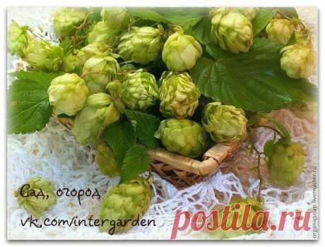 ЧАЙ С ХМЕЛЕМ