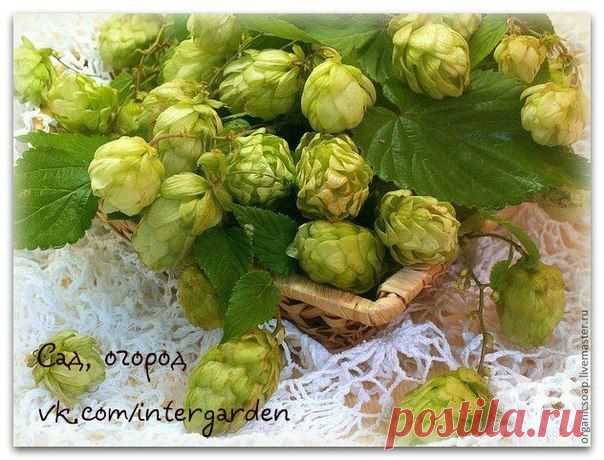 ЧАЙ С ХМЕЛЕМ