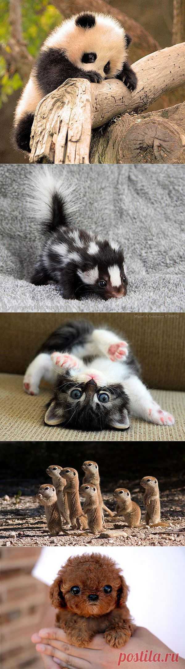 20 умилительных детенышей животных | ТАЙНЫ ПЛАНЕТЫ ЗЕМЛЯ