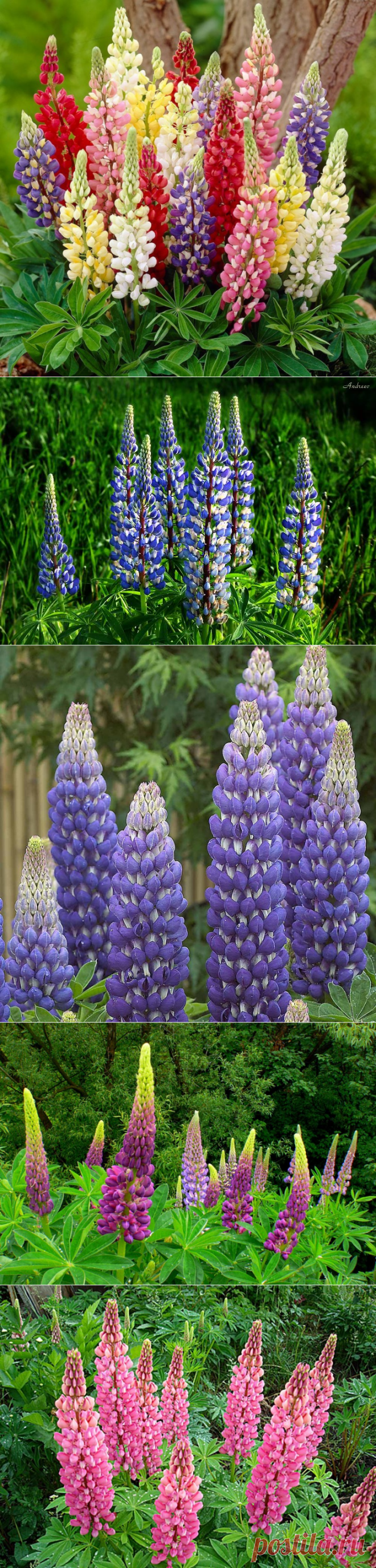 ДЛЯ ЧЕГО НУЖНЫ ЛЮПИНЫ В САДУ