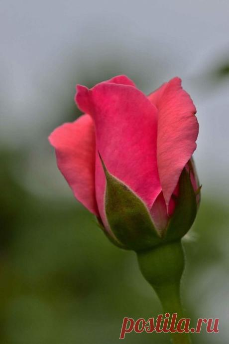 (11) Pinterest