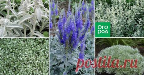Мой серебряный сад – 10 растений с серебристыми листьями Иногда хочется придать своему цветнику немного изящества и таинственности. И в этом вам помогут растения с серебристыми листьями. Их можно использовать как в качестве фона и ярких акцентов, так и для заполнения свободного пространства.