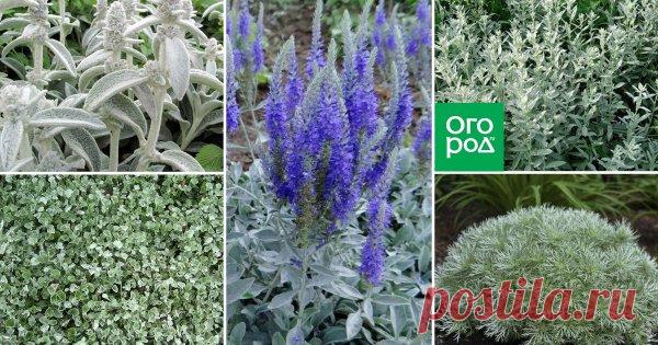 Мой серебряный сад – 10 растений с серебристыми листьями Иногда хочется придать своему цветнику немного изящества и таинственности. И в этом вам помогут растения с серебристыми листьями. Их можно использовать как в качестве фона и ярких акцентов, так и для заполнения свободного пространства.