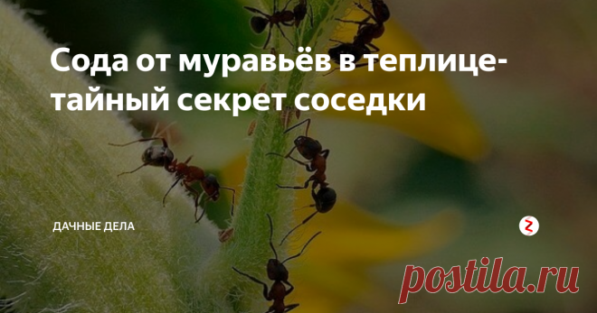 Сода от муравьёв в теплице-тайный секрет соседки Сода не только отличный помощник по дому, но и хороший товарищ в огороде, ей не только помогают растениям в росте, но и выводят вредителей. Например от муравьёв, не буду рассказывать о вреде и пользе этих насекомых, мне кажется все знают что они благоприятствуют тле и не только. Для насаждений они опасны.
Когда первые муравьи замечены в теплице, то необходимо сразу же принимать меры по их устранен