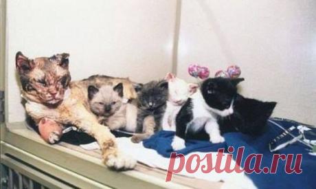 Кошка 5 раз заходила в горящий дом, чтобы вынести каждого своего малыша!