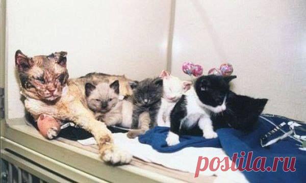 Кошка 5 раз заходила в горящий дом, чтобы вынести каждого своего малыша!