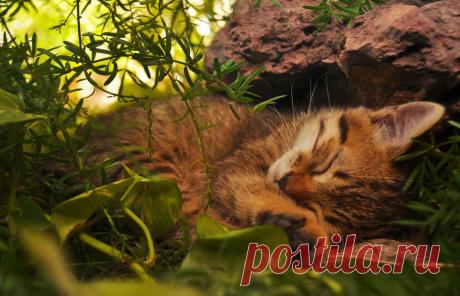 Обои Кошки ( Коты ) Трава Спит Животные - Фото : 354028