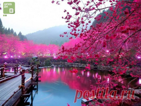 Только незрелый  человек  Беспокоится о том, что скажут о нем или как его назовут.   Неважно как называть Сакуру,  как ее не назови, она все равно цветет Божественно.