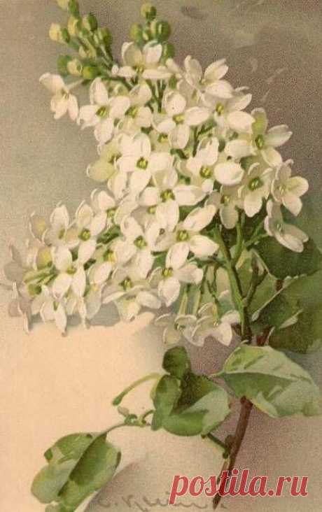 (723) Catherine Klein &lt;3 | Botanicals