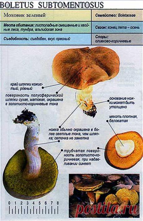 Моховик зеленый // Энциклопедия грибов // Грибы