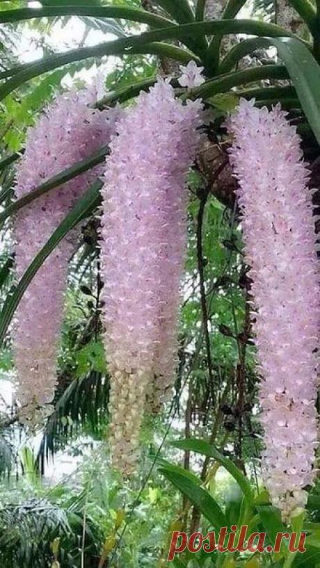 ОРХИДЕЯ-МИСС СОВЕРШЕНСТВО