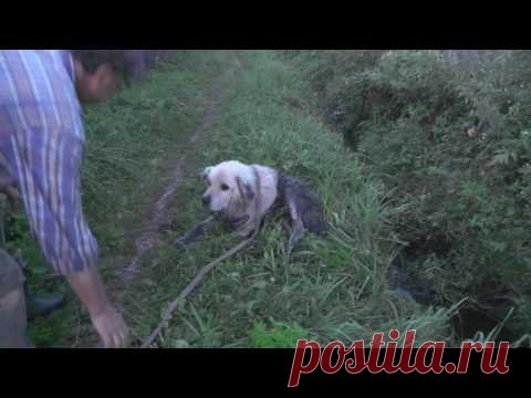 Спасение выброшеной собачки (ПОЛНАЯ ВЕРСИЯ)