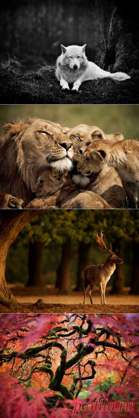 Лучшие фотографии National Geographic за полгода