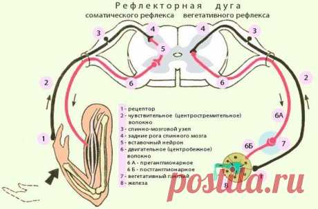Рассмотрим некоторые рефлексы спинного мозга