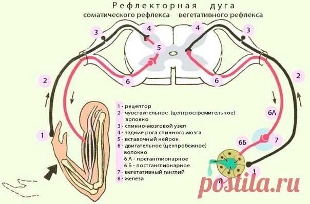 Рассмотрим некоторые рефлексы спинного мозга