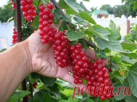 (17) Одноклассники