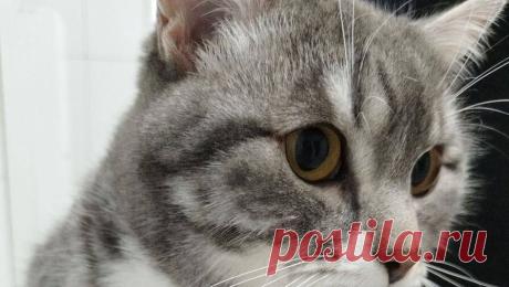 В Иркутской области пенсионерка случайно постирала кота в стиральной машине. В Иркутской области пенсионерка случайно постирала своего кота в стиральной машине, женщина загрузила в барабан тюль и не заметила там питомца. Об этом сообщает Ассоциация ветеринарии региона. Инцидент произошел в Усолье, пожилая женщина ...
