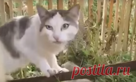 Хозяйка спросила эту кошку, кто съел весь корм. Внезапно она отчетливо произнесла: «Не знаю»!