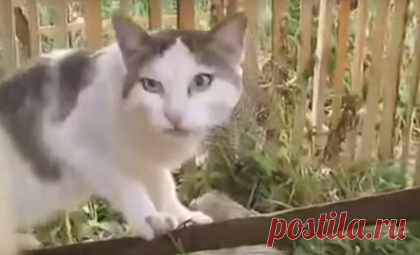 Хозяйка спросила эту кошку, кто съел весь корм. Внезапно она отчетливо произнесла: «Не знаю»!