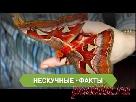 Сегодня Мы расскажем о самых больших бабочках, которые встречаются на нашей планете! На таких и смотреть бывает страшно