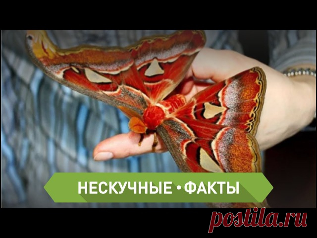 Сегодня Мы расскажем о самых больших бабочках, которые встречаются на нашей планете! На таких и смотреть бывает страшно