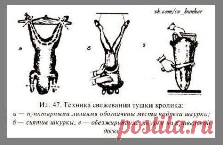 СВЕЖЕВАНИЕ ( белование )