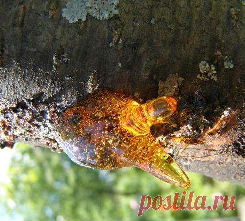 Что такое камедетечение и как его победить