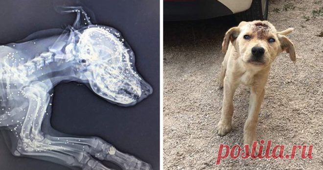 Этой бездомной собаке стреляли в голову десятки раз, но она продолжала бороться за свою жизнь (9 фото) | Чёрт побери На обочине дороги неподалеку от Бейрута, Ливан, Амаль Андари решила напоить бездомную собаку. Девушка вышла из машины и тут же поняла, что животному требуется более серьезная помощь. Рентгеновский снимок показал, что собака подверглась обстрелу из пневматического пистолета, что довольно распространенная забава для подростков этой страны. Помимо ужасных ран, ...