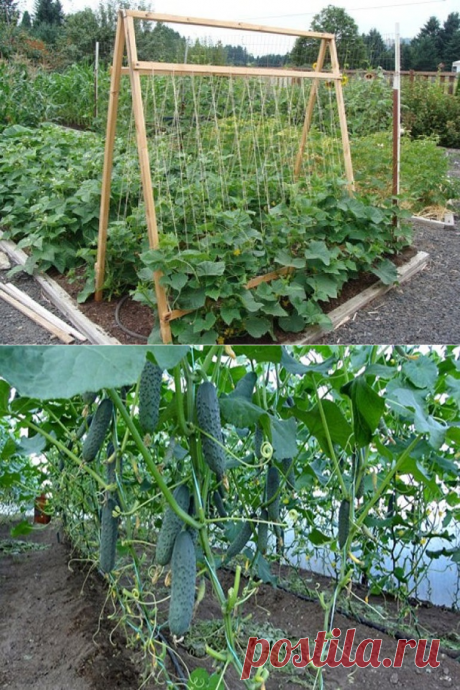 Шпалера для огурцов: особенности конструкций и как сделать опоры своими руками в открытом грунте