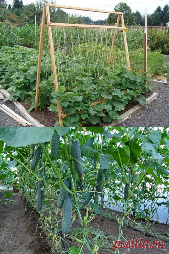Шпалера для огурцов: особенности конструкций и как сделать опоры своими руками в открытом грунте