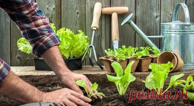 Четыре сотки – много или мало? Живу я в центре города Винницы над Бугом-­рекой в частном доме и имею прямо здесь же, возле дома 4 сотки сада-­огорода. Раньше у меня там рос один бурьян, и я не пони­мала людей, которые говорили, что любят покопаться в земле. Но вот, потихоньку-­помаленьку и я к этому пришла.Началом,...