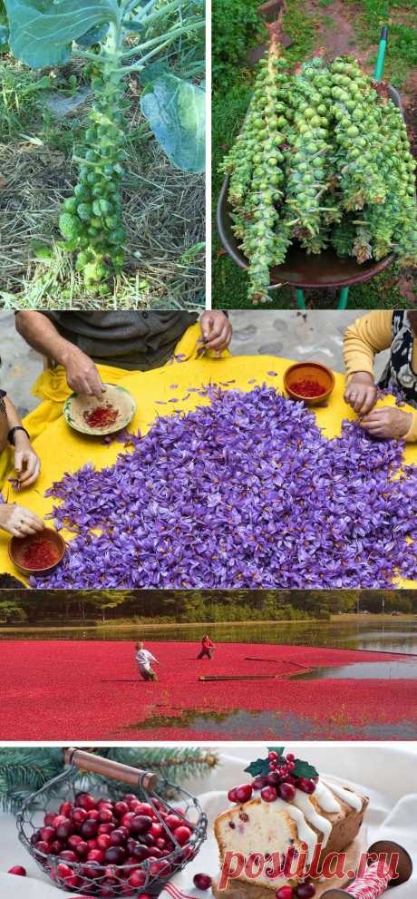 Как растут некоторые фрукты и овощи