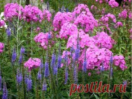 Цветы детства – элегантные флоксы