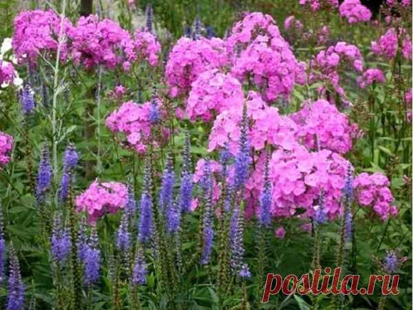 Цветы детства – элегантные флоксы