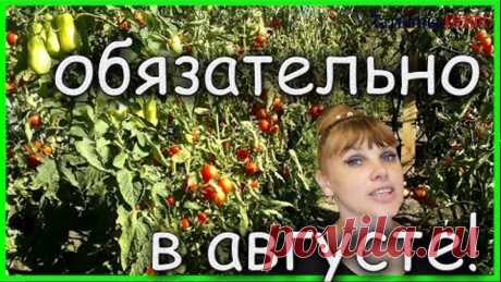 ЗАПОМНИ! Чтобы ПОМИДОРОВ было МНОГО подкорми их ЭТИМ в АВГУСТЕ!!!