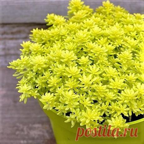 Carpete-Dourado - Suculenta Nome Científico: Sedum Japonicum 'Tokyo Sun' Muito delicada e ramificada, de hastes finas com enraizamento nos nós, forma uma moita densa cde até 8cm de altura, preenche uma jardineira com facilidade e rapidez pois tem rápida propagação. Ideal também para vasos suspensos. Planta que pode ser cultivada em sol pleno e meia sombra, não exige muitas regas, devendo ser regada apenas 2 vezes por semana no inverno e 3 vezes por semana no verão. Tamanho...
