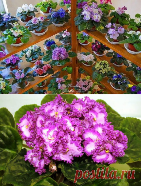 (1) Одноклассники