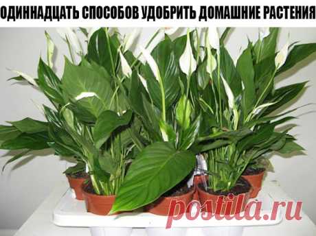 ОДИННАДЦАТЬ СПОСОБОВ УДОБРИТЬ ДОМАШНИЕ РАСТЕНИЯ
1. Подкормка сахаром
1 чайную ложку сахара равномерно насыпают на поверхность земли перед поливом. Или разводят 2 чайные ложки сахара на стакан воды. Такую подкормку проводят раз в неделю.
2. Подкормка яичной скорлупой
Яичная скорлупа богата кальцием, а кальций нейтрализует кислотность. Поэтому при внесении минеральных удобрений, которые повышают кислотность почвы, для нейтрализации добавляют скорлупу. Скорлупу сырых яиц хоро...