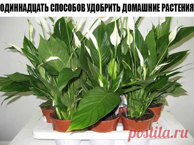 ОДИННАДЦАТЬ СПОСОБОВ УДОБРИТЬ ДОМАШНИЕ РАСТЕНИЯ
1. Подкормка сахаром
1 чайную ложку сахара равномерно насыпают на поверхность земли перед поливом. Или разводят 2 чайные ложки сахара на стакан воды. Такую подкормку проводят раз в неделю.
2. Подкормка яичной скорлупой
Яичная скорлупа богата кальцием, а кальций нейтрализует кислотность. Поэтому при внесении минеральных удобрений, которые повышают кислотность почвы, для нейтрализации добавляют скорлупу. Скорлупу сырых яиц хоро...