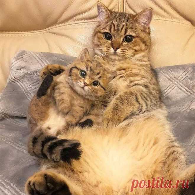 ЕЩЁ КОТЭ | KotoMail.ru