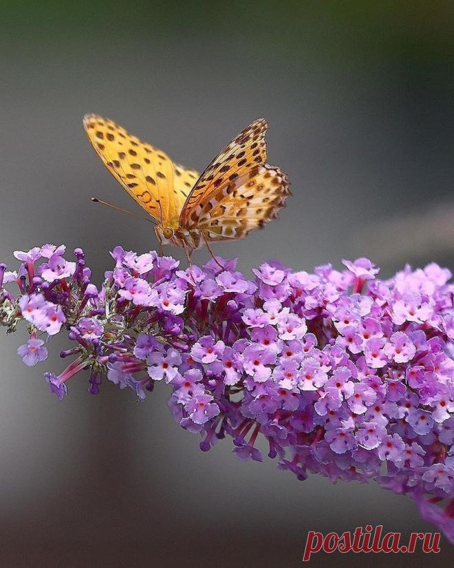 А чудеса- они повсюду, не надо далеко ходить....
Проснуться утром - это чудо!
И чудо- просто жить!