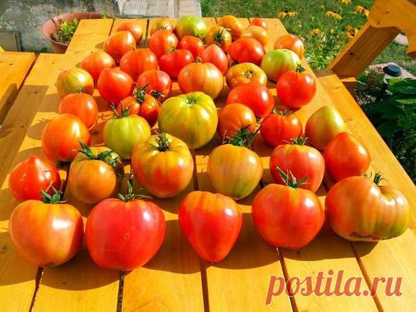 МАЛЕНЬКИЕ СЕКРЕТЫ ВЫРАЩИВАНИЯ ВКУСНЫХ ПОМИДОРОВ Секрет первый: много светаПомидоры нужно сажать там, где они получат много солнечного света. К тому же, помидоры не любят скученности. Лучше всего им на южных склонах, да ещё и защищённых от холодных ветров. Секрет второй: правильный поливПомидоры нужно правильно поливать. Надо помнить,...
