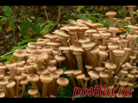 Опята наблюдение за ростом - вырастает за двое суток.