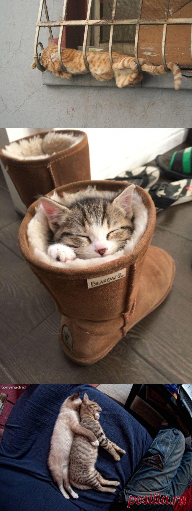 30 котов, постигших искусство «Сон-Фу»