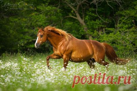 American Quarter Horses - Equine Photography Katarzyna Okrzesik