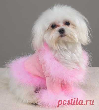 All sizes | sweater dog | Flickr - Photo Sharing!