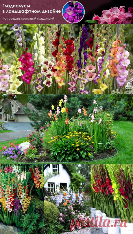 Гладиолусы в ландшафтном дизайне. Как создать красивый гладулярий