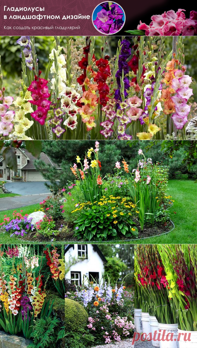 Гладиолусы в ландшафтном дизайне. Как создать красивый гладулярий