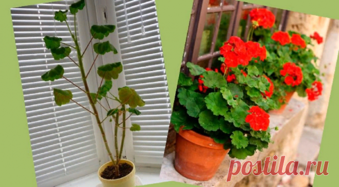 Как обрезать вытянувшуюся герань | Сад, дом, огород | Дзен