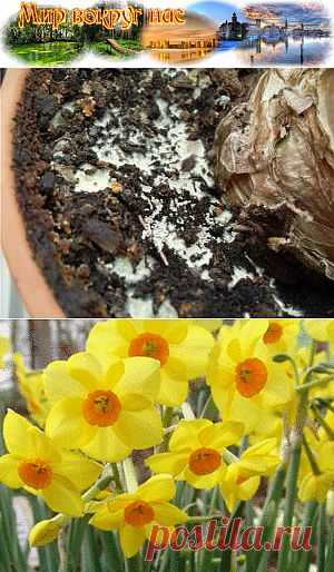 Комнатные растения | Мир вокруг нас